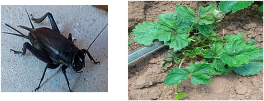 (a) Cricket (b) Cricket damage on strawberry leaves