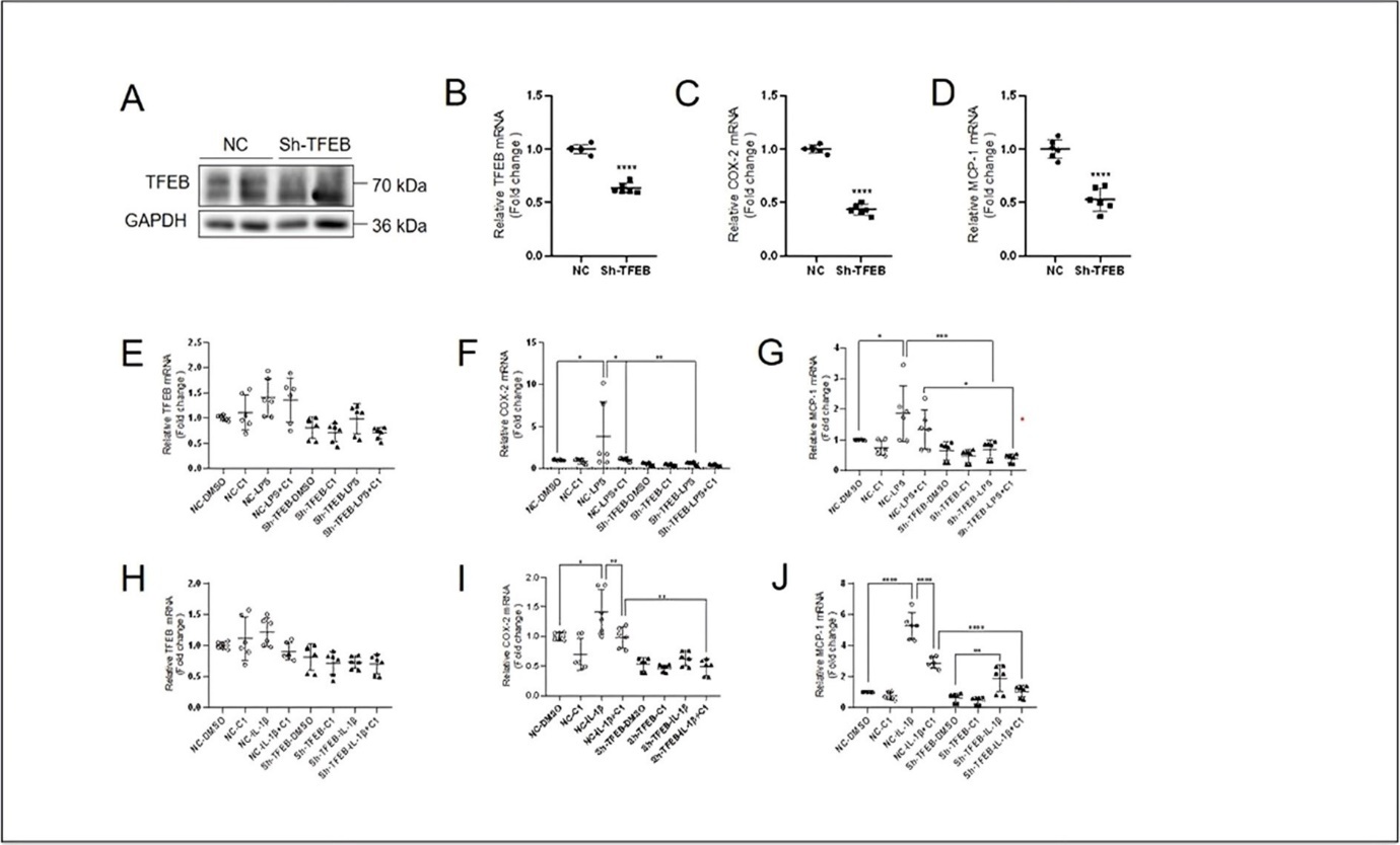 Reduced TFEB expression in keratinocytes by TFEB shRNA. The results of western blotting (A) and quantitative PCR (B) showed that TFEB shRNA successfully knocked down TFEB expression. The quantitative PCR results showed that changed mRNA levels of COX-2 (C) and MCP-1 (D) after TFEB was knocked down. Quantitative PCR results showing the LPS- (10 μg/mL, 4 h) induced changes of mRNA levels of TFEB (E), COX-2 (F) and MCP-1 (G) in basal and Sh-TFEB HaCaT cells pretreated with TFEB activator C1 (10 μM) for 4 h. Quantitative PCR results showing the IL-1β- (10 ng/mL, 4 h) induced changes of mRNA levels of TFEB (H), COX-2 (I) and MCP-1 (J) in basal and Sh-TFEB-treated HaCaT cells pretreated with TFEB activator C1 (10 μM) for 4 h. Data was analyzed by unpaired t-test, * indicates the result compared with NC, *P<0.05,**P<0.01,***P <0.001,****P<0.0001.
