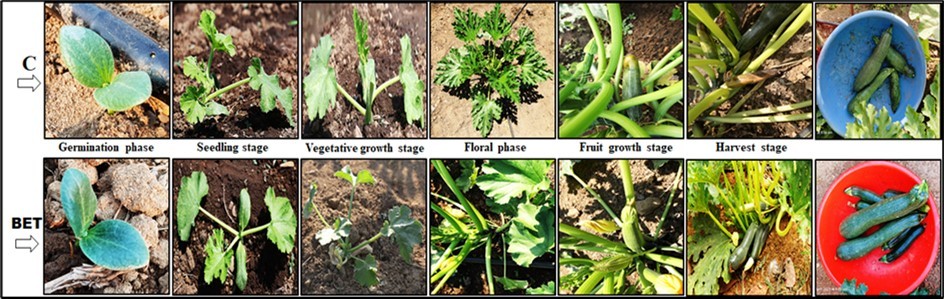 Journal of Farming - green zucchini