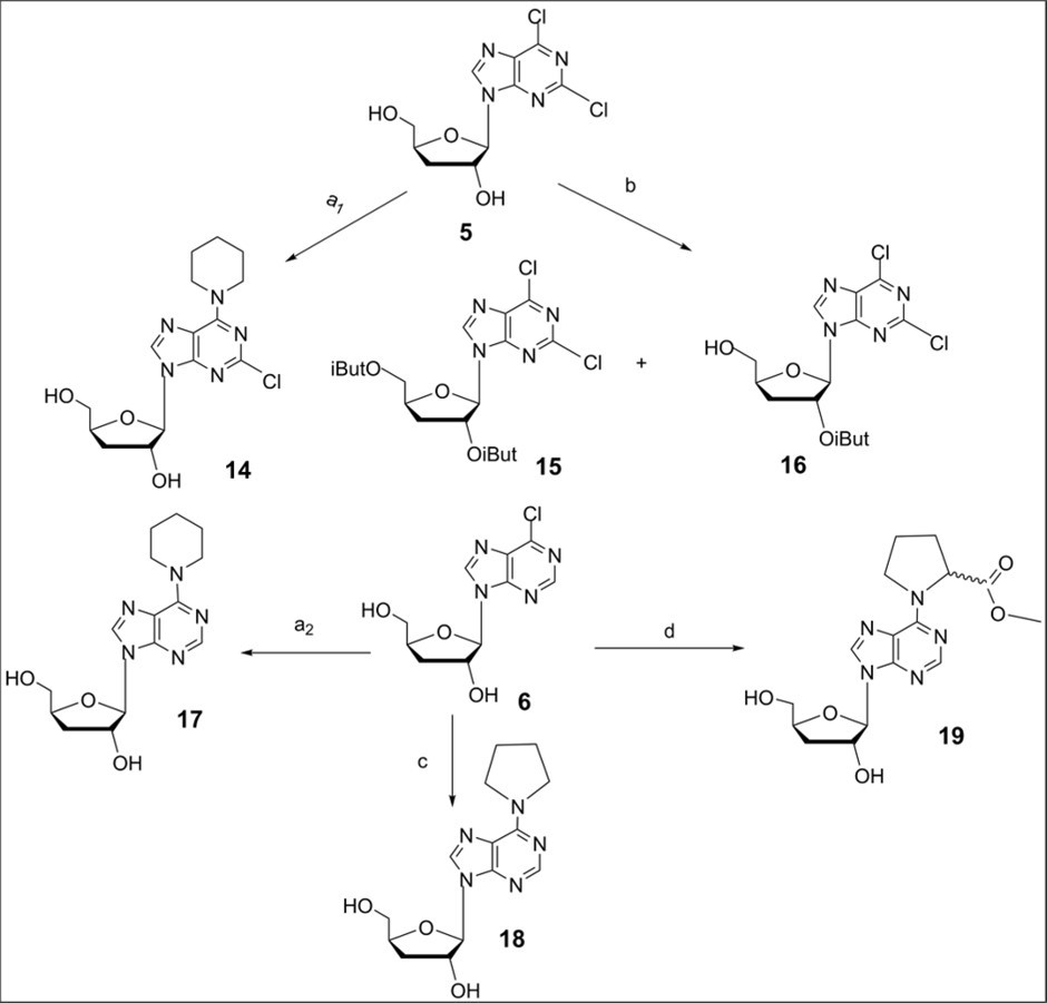Scheme 5. Synthesis of purine 3'-deoxyribonucleosides modified in the heterobase and carbohydrate moiety from chlorinated purine nucleosides 5 and 6. Reagents and conditions. a1) 5, ahydr. EtOH, piperidine, DIEPA, rt, 2h, 85 0C, 14, 98%; b) 5, (i-BuCO)2O, CH3CN, DIEPA, rt, 20h, 15, 15%, 16, 36%; a2) 6, ahydr. EtOH, piperidine, DIEPA, rt, 2h, 85 0C, 17, 98%; c) 6, ahydr. EtOH, pyrrolidine, Et3N, rt, 2h, 85 0C, 18, 97%; d) 6, CH3CN, D/L-proline methyl ether hydrochloride, DIEPA, rt, 48h, 19, 92%.
