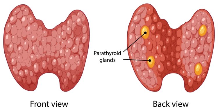 Journal of Thyroid Cancer - Differentiated thyroid cancer