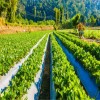 International Journal of Global Health - Irrigation Farming